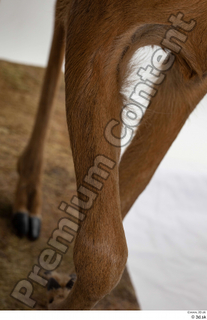 Deer Doe 2 leg 0020.jpg